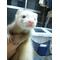 ｉ[V:462C]Ｆeｒrｅt