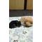 犬[D:F945]と猫[D:F946]