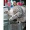 癒しの猫