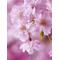 ≠SAKURA(･∀･)[D:F992]≠