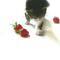 [D:F8F2]キャッツアイ[D:F946]