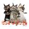 Cat＊Walk