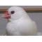 文鳥 (･Å･)